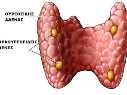 Τι είναι οι παραθυρεοειδείς αδένες ;
